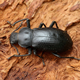 The Iphthiminus italicus was assessed to be endangered.